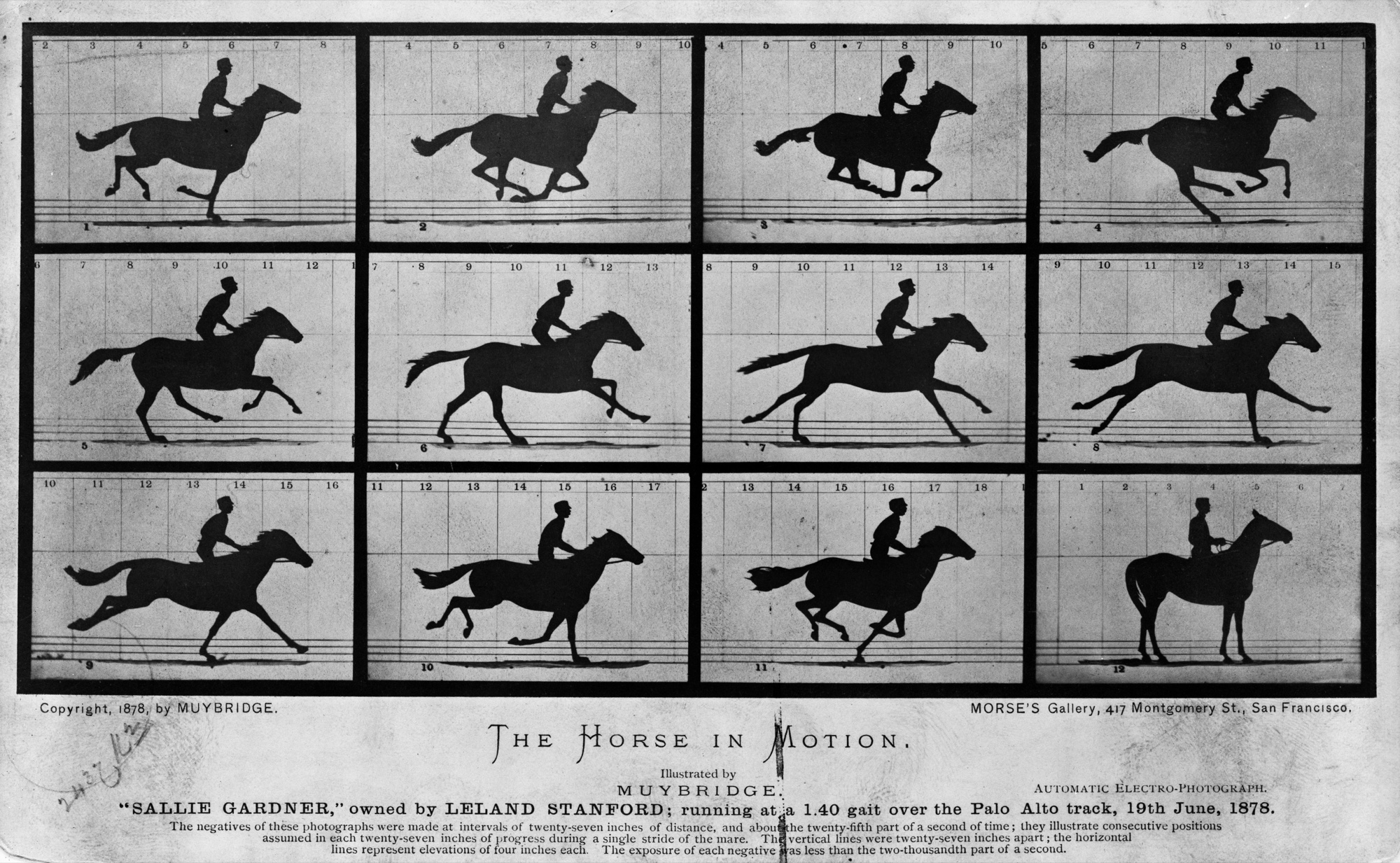 マイブリッジ《動く馬》（1878年）。Public domain／Wikimedia Commons